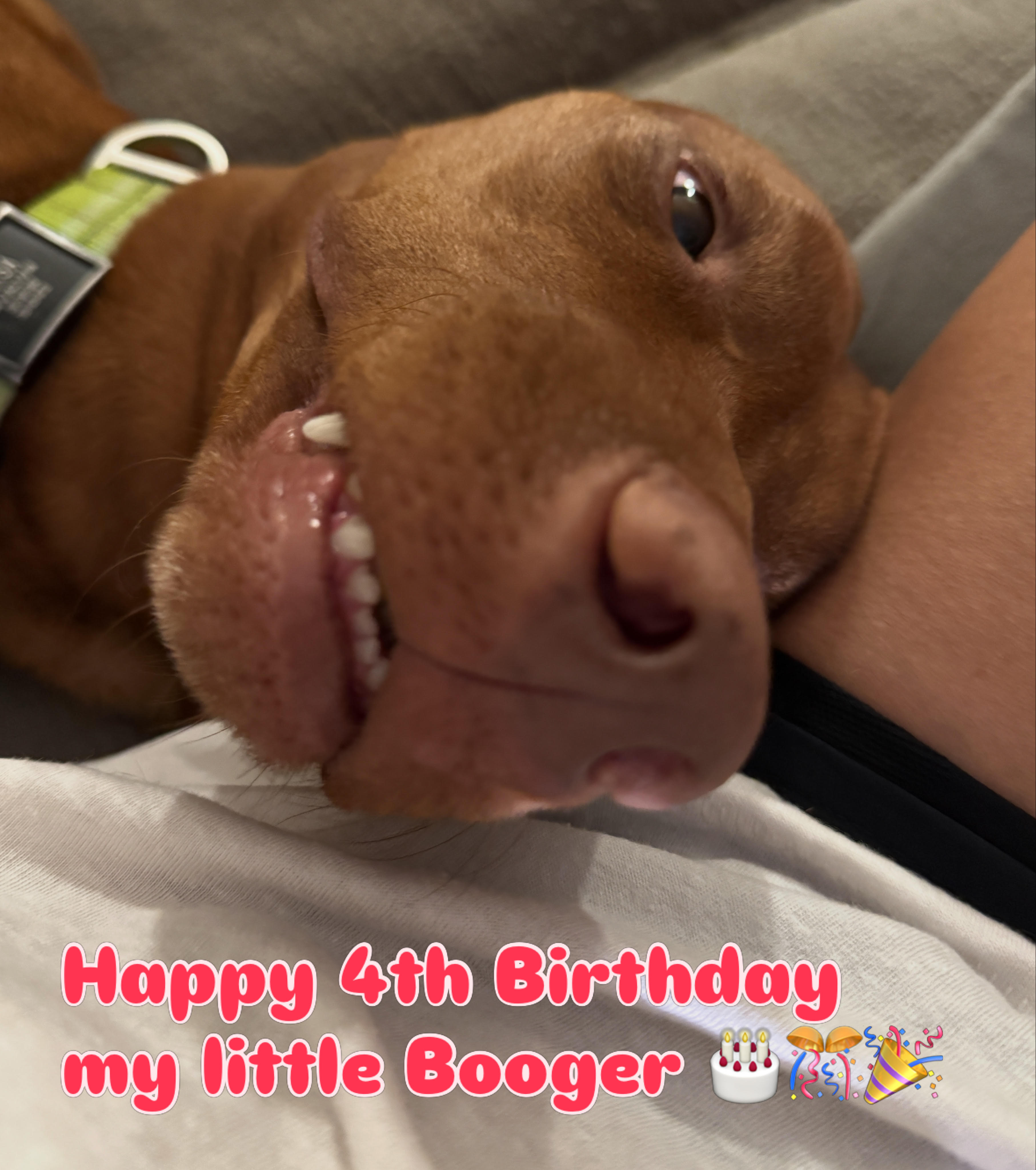Booger the Vizsla celebrating his 4th birthday the only way he knows how: sprawled against my arm, lips flopped open in a toothy, upside-down grin, with 'Happy 4th Birthday my little Booger' written across the bottom.