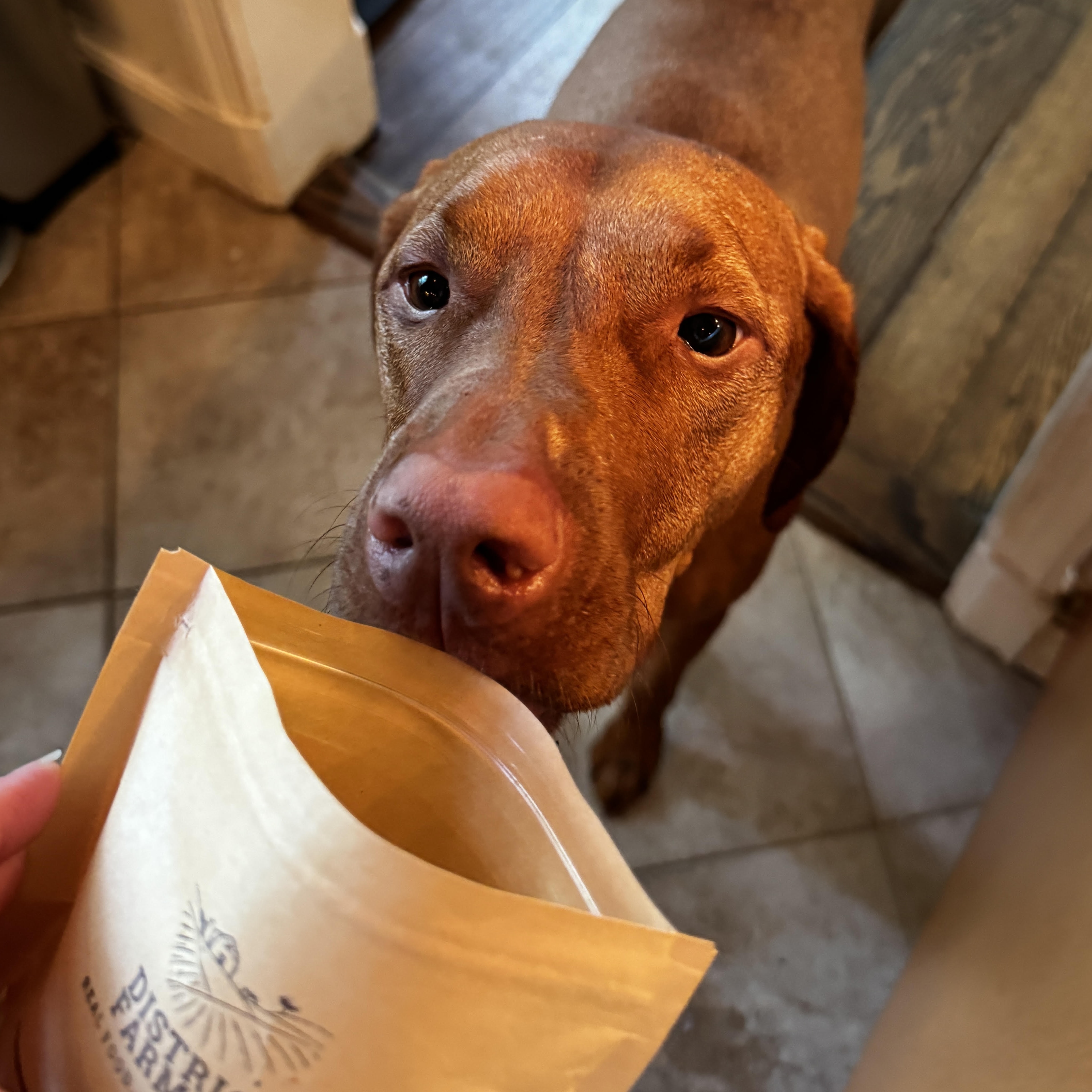 A reddish-brown Vizsla gazing up hopefully at a District Farmacy snack bag being held out toward him, on a tiled kitchen floor.