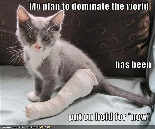 A lolcat meme: a small grey-and-white kitten sits with its right front leg wrapped in a white bandage. White text reads 'My plan to dominate the world has been put on hold for *now*.'