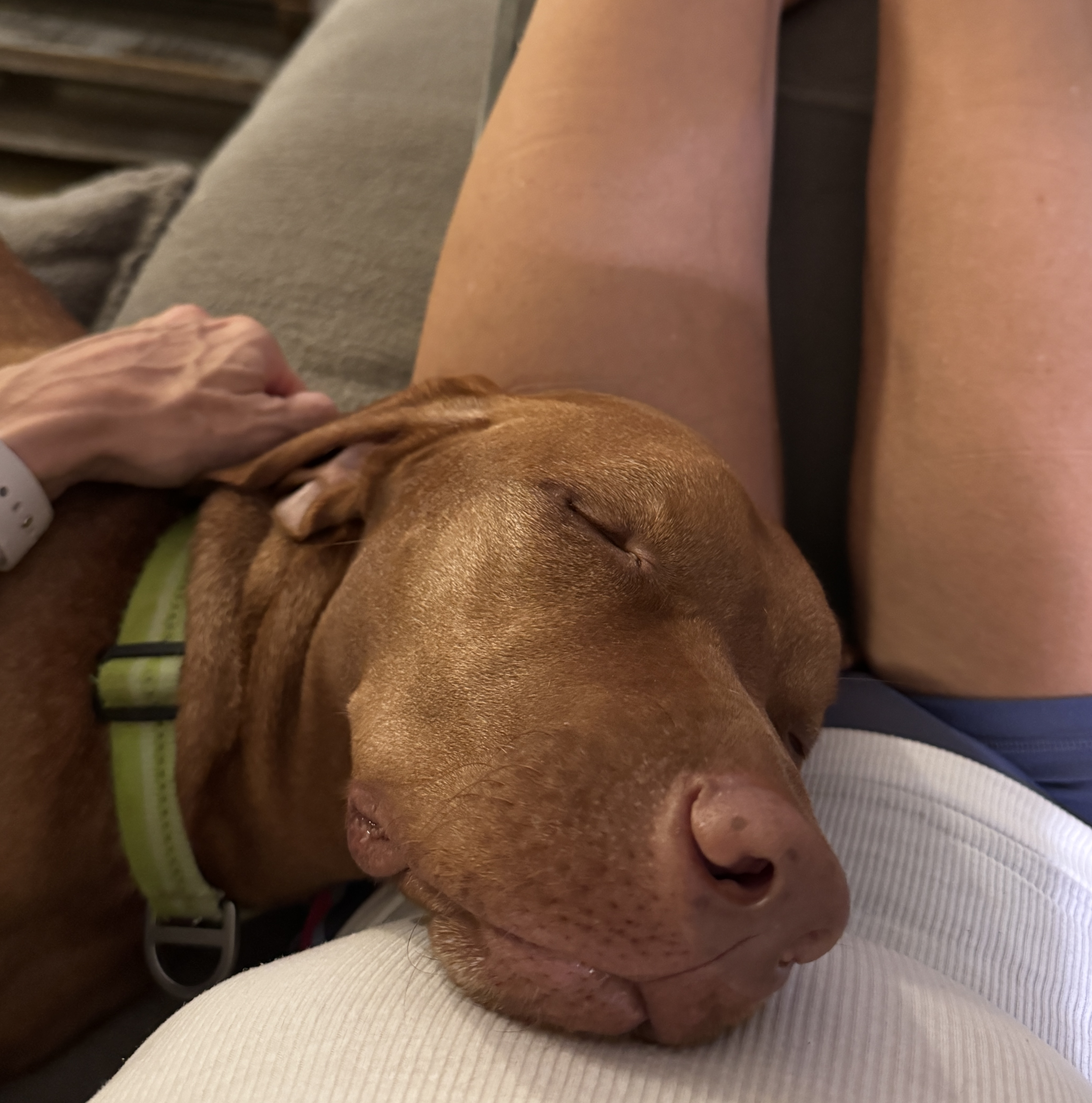 Booger the dog curled up fast asleep during a nap.