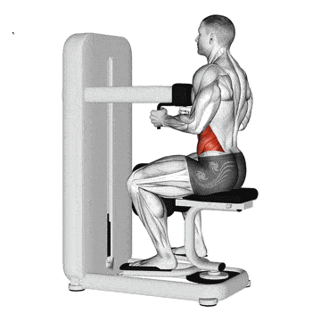 Animated anatomical training diagram, side view, of a seated rotary torso machine. A grayscale muscle figure twists the trunk against the pad; the oblique muscles along the waist are highlighted in red.