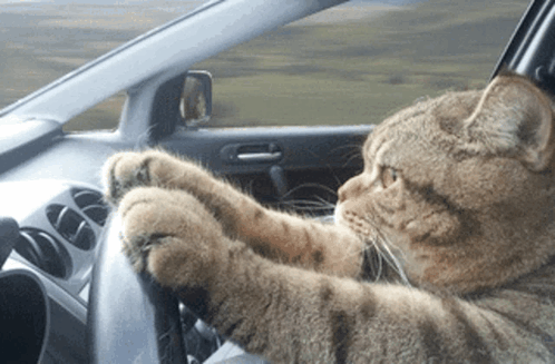 A tabby cat sitting in the driver's seat of a car, both front paws gripping the steering wheel, staring intently at the road as scenery blurs past the window.