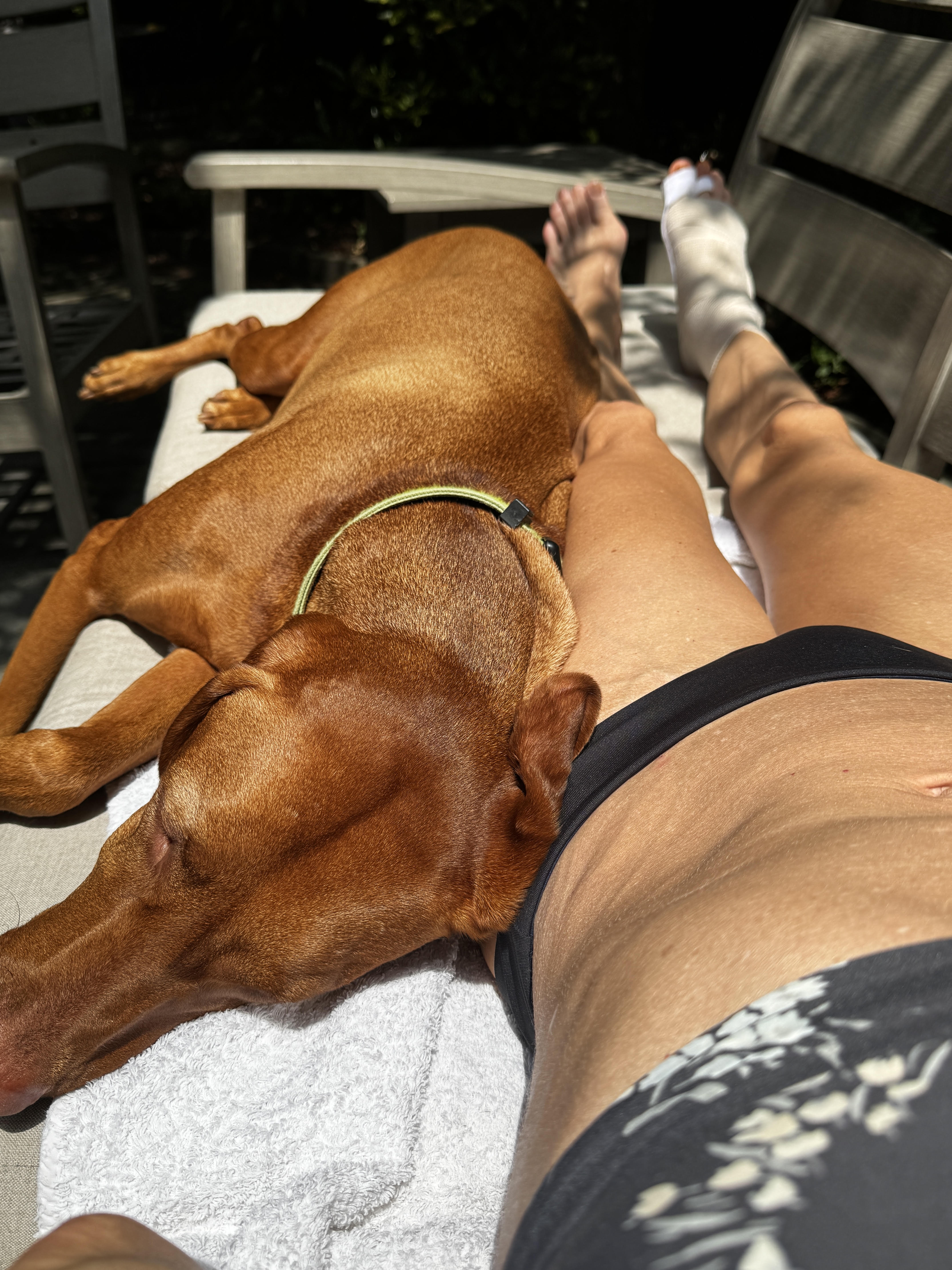 View down a sun lounger on a patio: a sleek reddish-brown vizsla dog stretched out asleep against a pair of sunlit legs, one foot wrapped in a white surgical bandage propped on the chair.